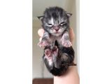 Türkiyenin Her Yerine Bizzat Teslim Maine Coon Yavruları