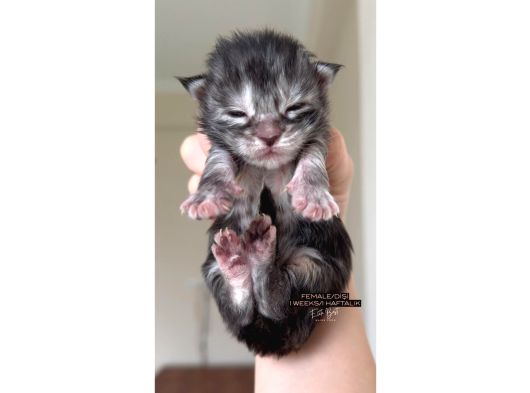 Türkiyenin Her Yerine Bizzat Teslim Maine Coon Yavruları görsel