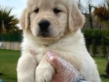 Golden Retriever Yavruları Çiftlikten