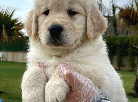 Golden Retriever Yavruları Çiftlikten görsel