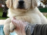 Golden Retriever Yavruları Çiftlikten