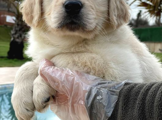 Golden Retriever Yavruları Çiftlikten görsel