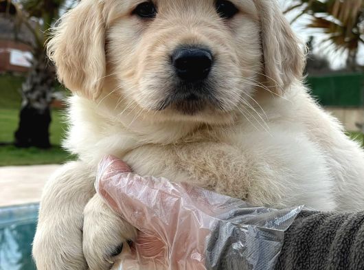 Golden Retriever Yavruları Çiftlikten görsel