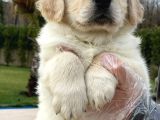 Golden Retriever Yavruları Çiftlikten