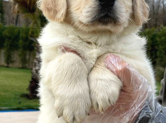 Golden Retriever Yavruları Çiftlikten görsel