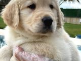 Golden Retriever Yavruları Çiftlikten