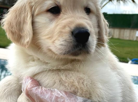 Golden Retriever Yavruları Çiftlikten