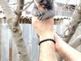 Asalet Ve Güç Bir Arada Blue Cane Corso Yavruları