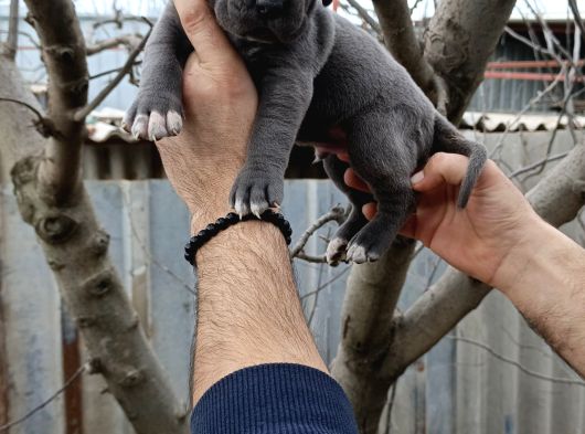 Asalet Ve Güç Bir Arada Blue Cane Corso Yavruları görsel