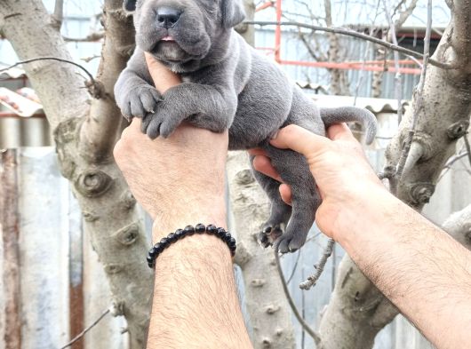 Asalet Ve Güç Bir Arada Blue Cane Corso Yavruları görsel