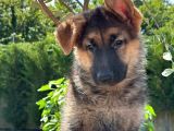 Ruhsatlı Köpek Çiftliğinden Alman Kurdu Yavruları