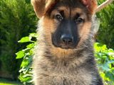 Ruhsatlı Köpek Çiftliğinden Alman Kurdu Yavruları