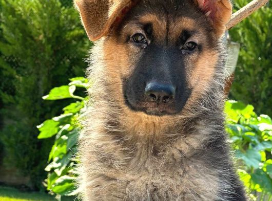 Ruhsatlı Köpek Çiftliğinden Alman Kurdu Yavruları görsel