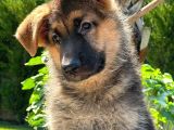 Ruhsatlı Köpek Çiftliğinden Alman Kurdu Yavruları