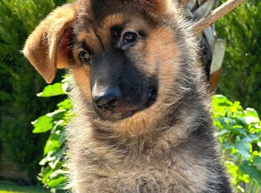 Ruhsatlı Köpek Çiftliğinden Alman Kurdu Yavruları