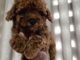 ÇOK ÖZEL RED BROWN POODLE YAVRULARIMIZ