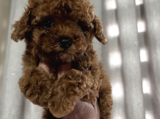 Çok Özel Red Brown Poodle Yavrularimiz