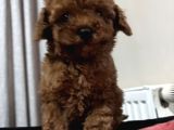 Çok Özel Red Brown Poodle Yavrularimiz