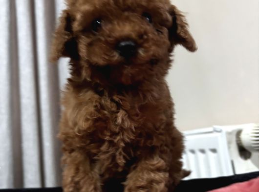 Çok Özel Red Brown Poodle Yavrularimiz görsel