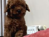Çok Özel Red Brown Poodle Yavrularimiz