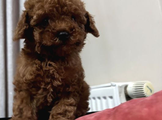 Çok Özel Red Brown Poodle Yavrularimiz görsel