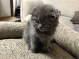 Duman Grisi Scottish Fold