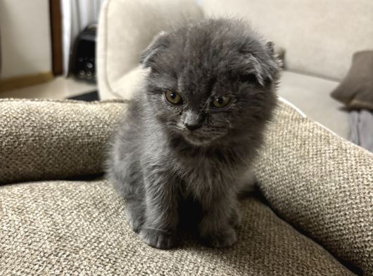 Duman Grisi Scottish Fold görsel