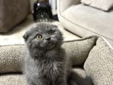 Duman Grisi Scottish Fold