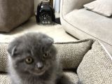 Duman Grisi Scottish Fold