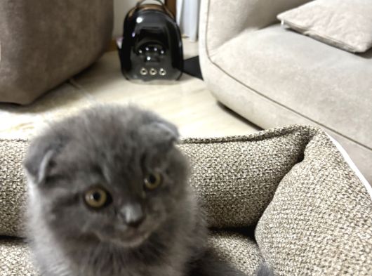 Duman Grisi Scottish Fold görsel