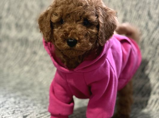 Poodle Bebeklerimiz görsel