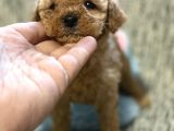 Poodle Bebeklerimiz