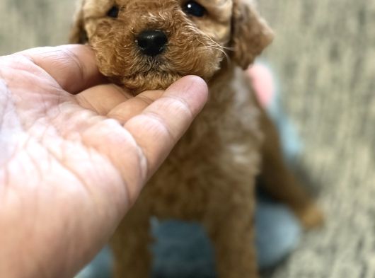 Poodle Bebeklerimiz görsel