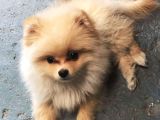 3 Aylık Erkek Pomerian Boo