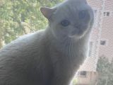 Bakımlı Uysal Kedi Cesur Sahibini Arıyor
