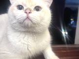 Bakımlı Uysal Kedi Cesur Sahibini Arıyor
