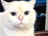 Bakımlı Uysal Kedi Cesur Sahibini Arıyor