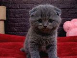 Scottish Fold Yavrulari Vonalp Pet Garantisiyle