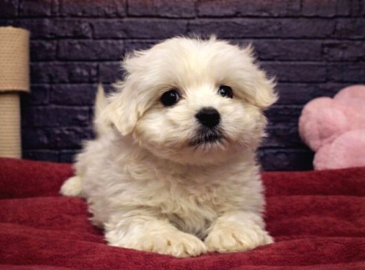 Maltese Terrier Yavrulari Vonalp Pet Torium Garantisiyle