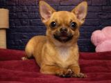 Vonalp Pet Garantili Chihuahua Şivava Yavrularimiz