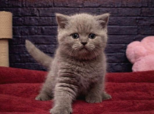 Vonalppet Garantisiyle Muhteşem British Shorthair Yavrulari