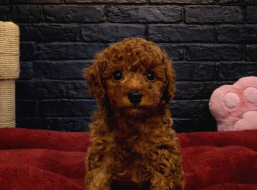 Vonalp Pet Garantili Toy Poodle Yavrularimiz
