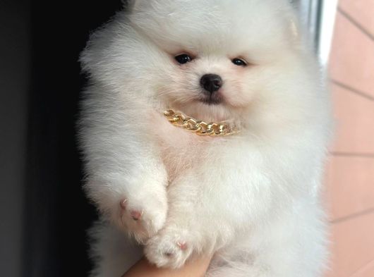 Ayıcık Pomeranian görsel