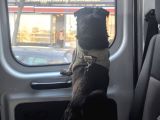 Eğitimli Uslu Pug Köpeğimiz