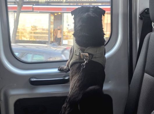 Eğitimli Uslu Pug Köpeğimiz görsel