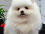 Ayıcık Pomeranian
