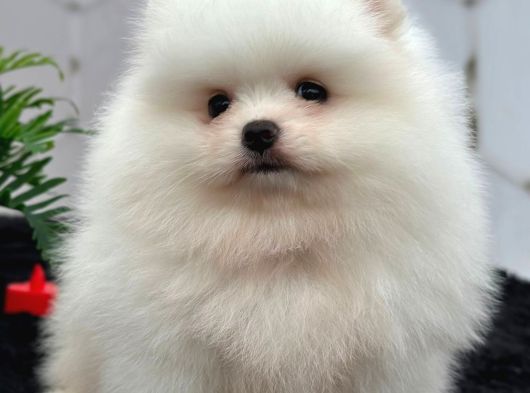 Ayıcık Pomeranian görsel