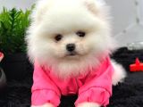Ayıcık Pomeranian