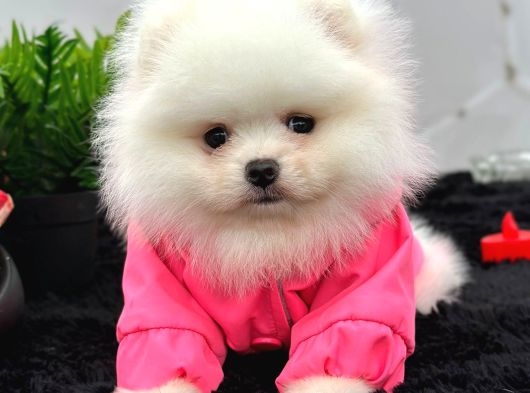 Ayıcık Pomeranian görsel