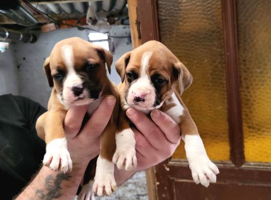 Dişi Boxer Yavrularımız görsel